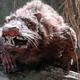 Illustration for article titled Is this cannibal rat ghost ship thing even real?